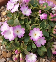 Primula allionii 'Apple Blossom'